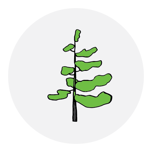 Biomass