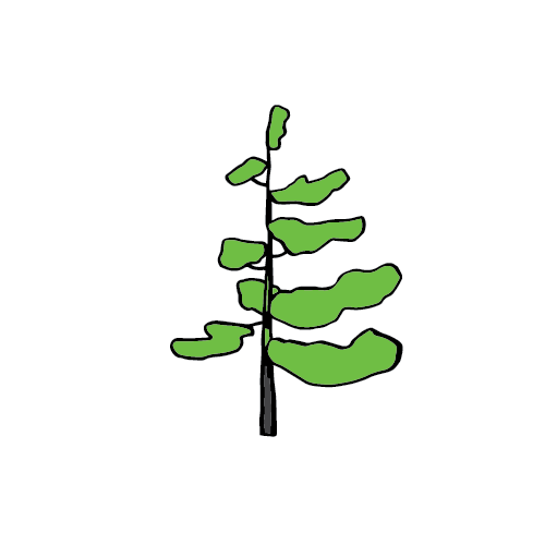 Biomass Biomass