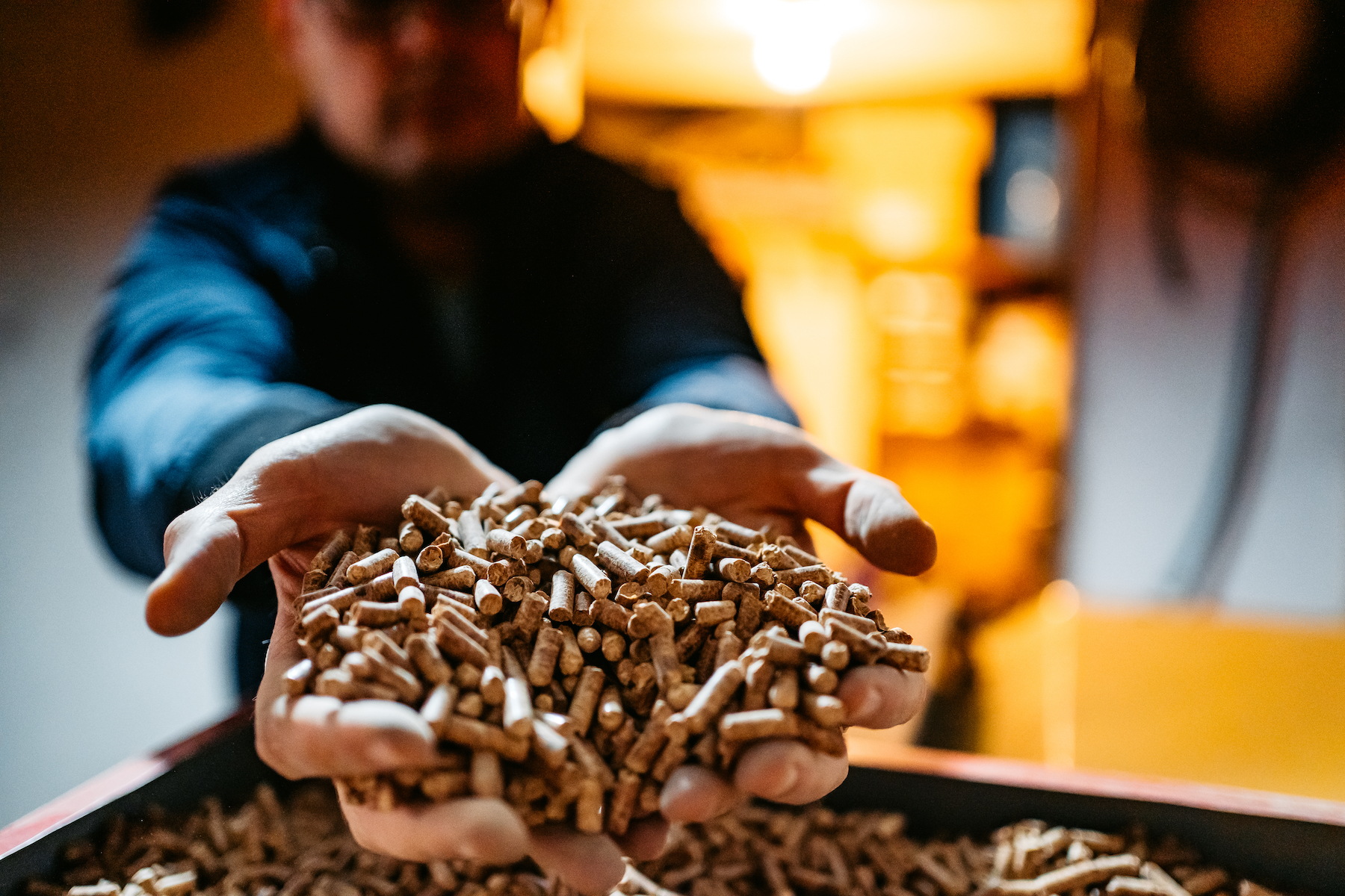 Wood pellets in hands A man holds wood pellets in his hands. Biofuels. Renewable energy source. Pressed sawdust for industrial use. Alternative bio fuel. Wood filler used in cat litter.