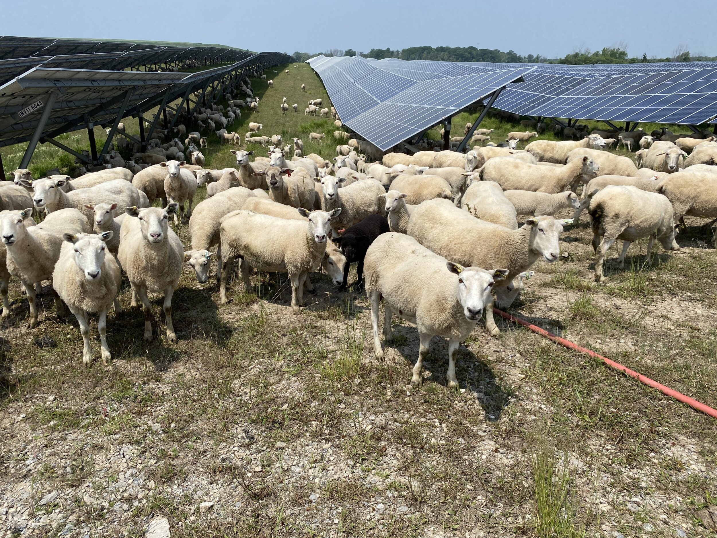 Grazing-Sheep-Success-Story